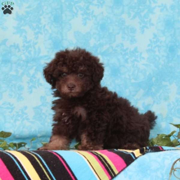 Candy, Toy Poodle Puppy